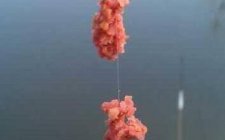 饵料怎么挂在鱼钩上