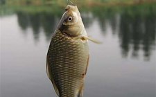 教你了解鲫鱼的五大特点