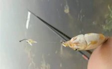 海钓用饵技巧