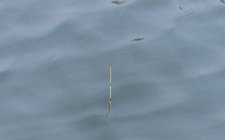 钓草鱼调几钓几最好