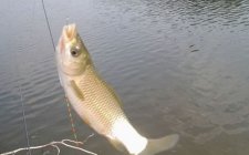 钓鲢鳙用几号钩