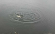 野钓鲢鳙怎么打窝