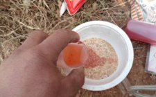 自制钓鱼小药配方大全