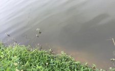 浮钓鲫鱼的几种情况