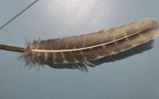传统钓的钓法技巧