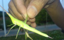 夏天怎么钓草鱼