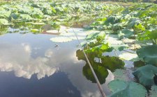 夏天钓鲫鱼的小技巧