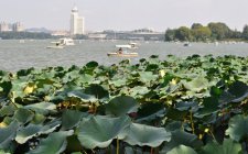 鱼在水层中变化的原因有哪些