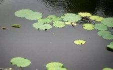 在水库中怎么钓青鱼
