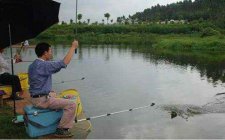 阵雨后钓鲇鱼的技巧