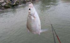 初夏钓鳊鱼的注意事项