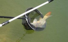 钓获后怎么抄鱼