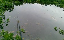 钓鲮鱼应该搭配哪些钓具
