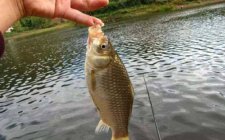 夏天怎么浮钓鲫鱼
