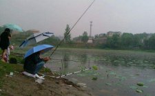遇到小杂鱼闹窝怎么办