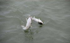 海钓梭鱼的实战技巧