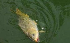 夏天野钓大鲤鱼应该怎么掌握麻团钓法