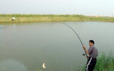 初夏钓鲤鱼技巧有哪些