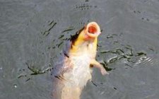 夏天钓鱼鲤鱼时需要注意哪些要点