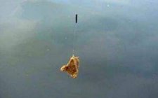 使用搓饵带散炮的方式钓鱼黑坑