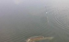怎么用淡水手竿调钓
