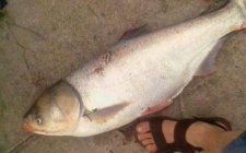 夏天湖泊野钓鲢鳙的小技巧