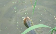 钓鲢鳙的技巧
