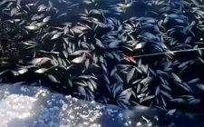 野钓小杂鱼闹窝怎么办
