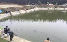夏天黑坑鱼情变化怎么办
