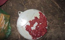 钓黄辣丁用什么饵