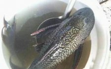 清道夫鱼能吃吗