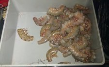 虾饵怎么挂钩