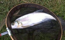 翘嘴的食性特点