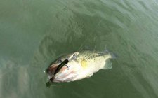 钓海鲈鱼钓底还是浮