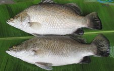 淡水鲈鱼和海鲈的区别