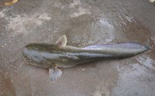 野钓鲶鱼最佳钓位