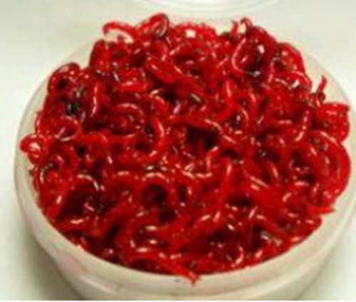 冬天钓鲫鱼绝佳实用妙招_WWW.YUJUCEPING.COM