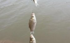 冬天水库串钩钓法技巧