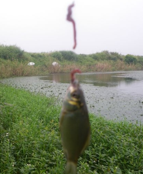 小鱼闹漂的应对办法_WWW.YUJUCEPING.COM