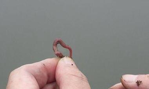 蚯蚓钓鱼的四大技巧_WWW.YUJUCEPING.COM