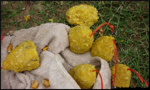夏天野钓玉米怎么做鱼饵_WWW.YUJUCEPING.COM