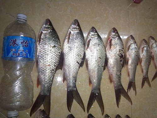 钓鲮鱼最佳商品饵料配方_WWW.YUJUCEPING.COM