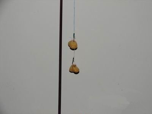 野钓玉米鱼饵的制作方法_WWW.YUJUCEPING.COM