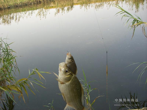 夏天野钓鲫鱼钓点怎么选择_WWW.YUJUCEPING.COM