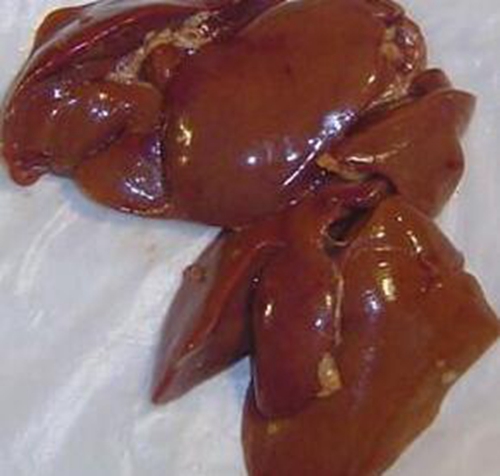 冬天钓鲶鱼的技巧_WWW.YUJUCEPING.COM