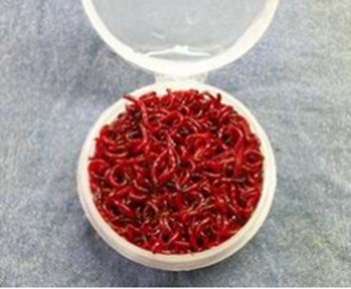 冬天钓鱼鲤鱼的几个方法_WWW.YUJUCEPING.COM