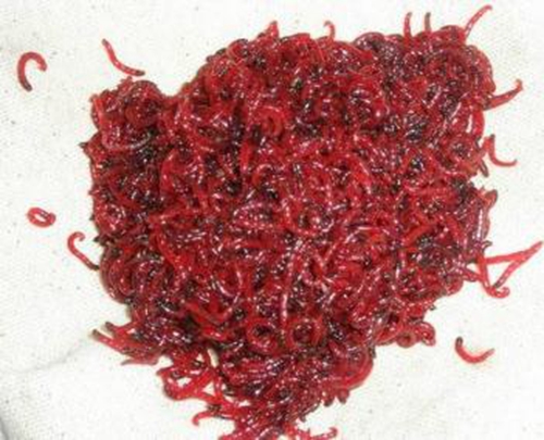 冬天钓鱼使用活饵的注意事项_WWW.YUJUCEPING.COM