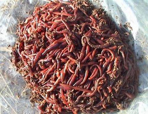 冬天钓鱼使用活饵的注意事项_WWW.YUJUCEPING.COM