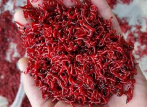 冬天钓鱼使用活饵的注意事项_WWW.YUJUCEPING.COM