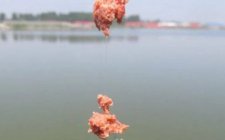 台钓商品饵料的状态